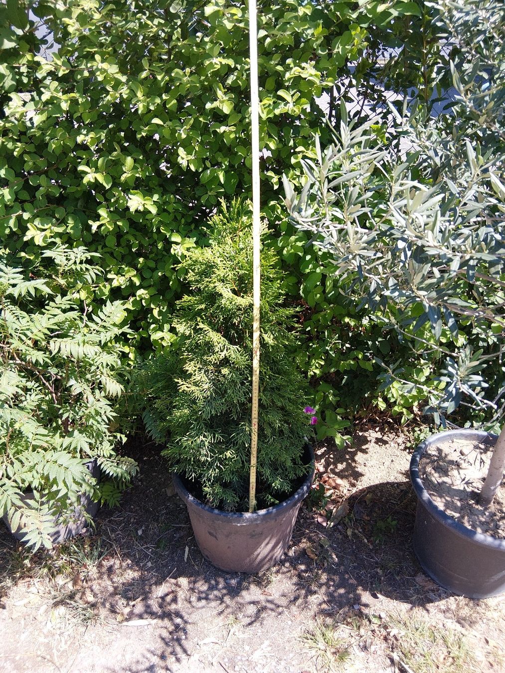 Pflanzen & Samen: Thuja 0.95cm – Gebraucht aus Buchs ZH von Fabian8107 1