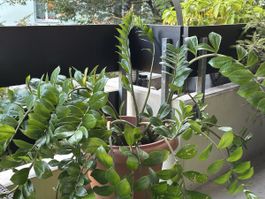 Zamioculcas Pflanze grün im Kunststofftopf