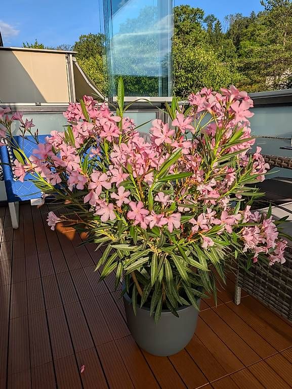 Pflanzen & Samen: Pflanze Oleander ca. 1meter Blüme – Gebraucht aus Frauenfeld von Yuriy