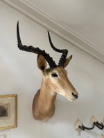 Impala Jagdtrophäe / Tierpräparat – ca. 80 × 40 cm