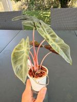 Alocasia Cupera Red Secret