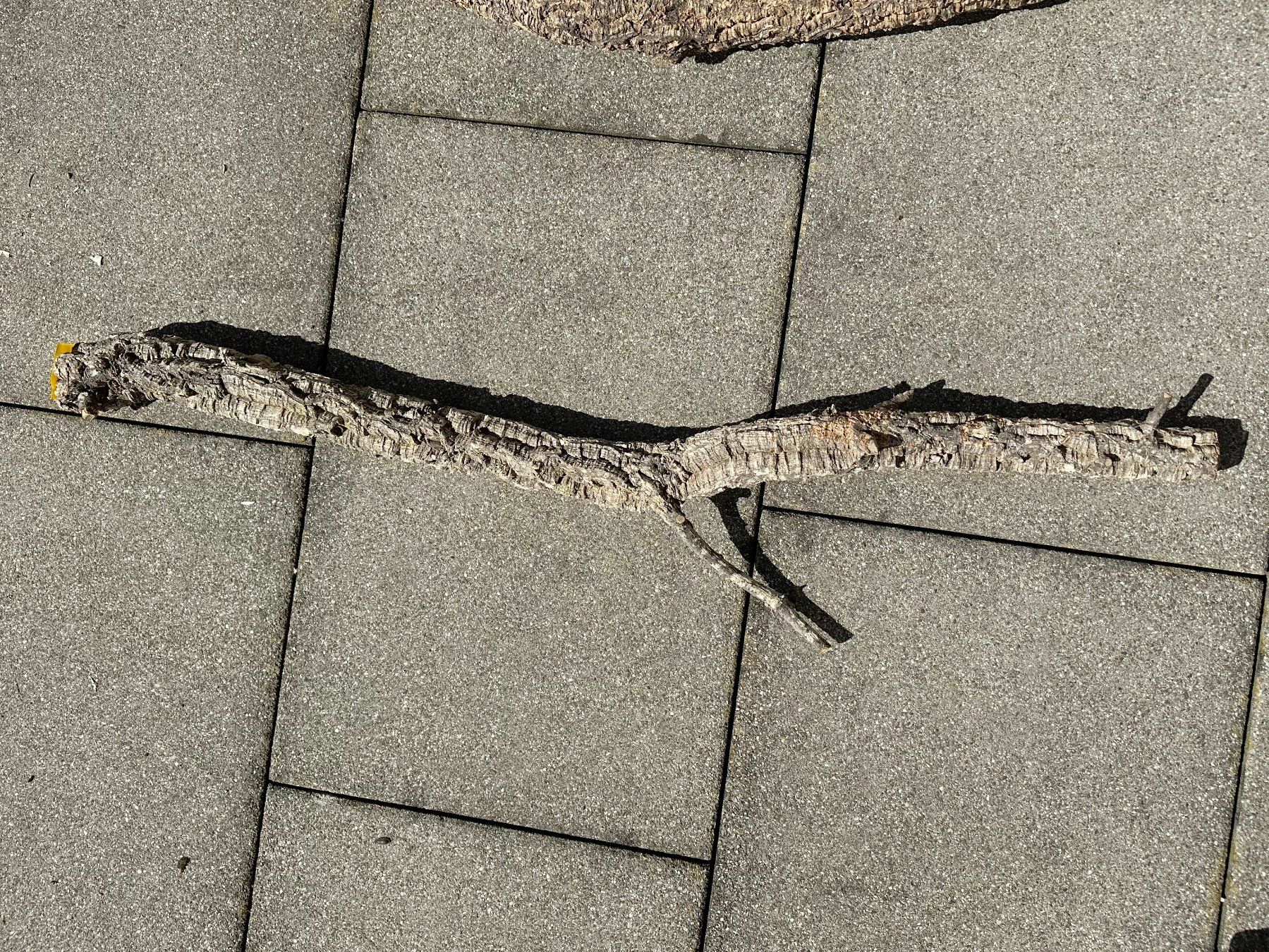 Articoli in legno: Trixie Kork Troncos ca. 96cm Lang & 8cm Durchmesser – Usato da Samstagern venduto da Panizza