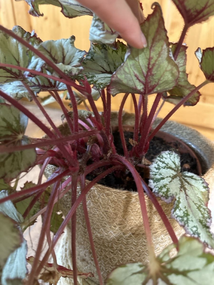 Piante & sementi: Schöne, gesunde Begonia – Usato da Niederbüren venduto da Monde09 1