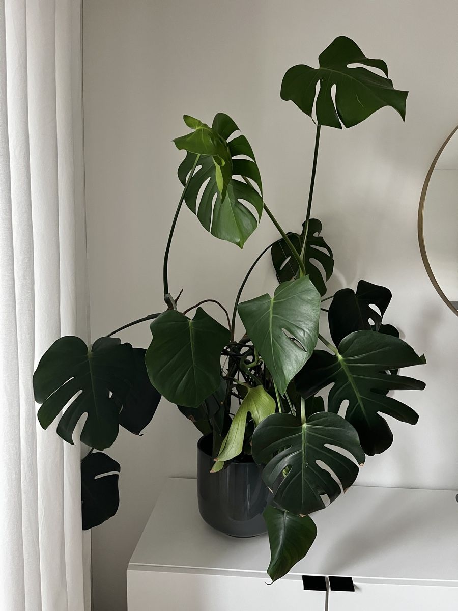 Piante & sementi: Monstera XL – Usato da Zürich venduto da eil_n85s 3