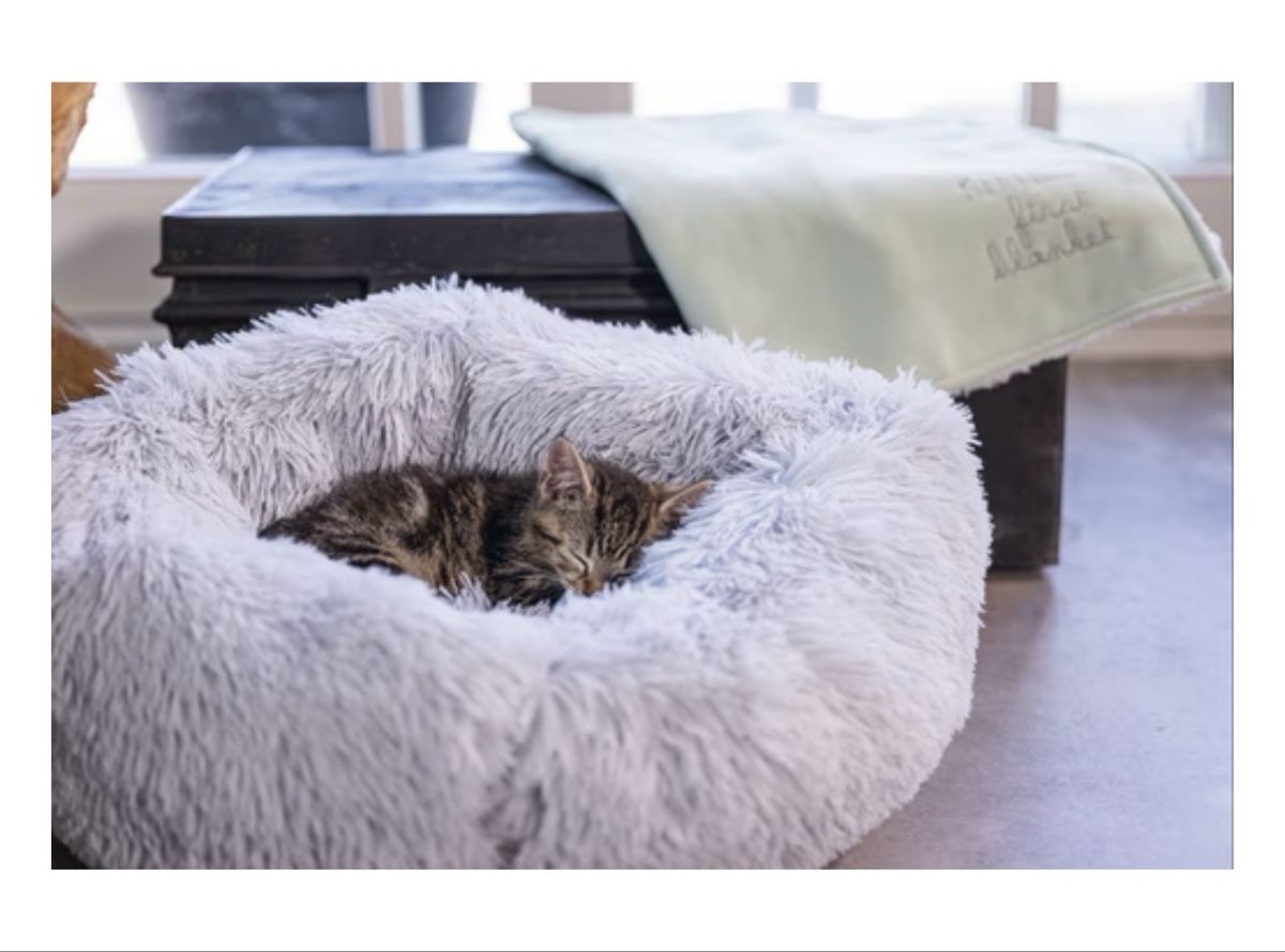 Cucce & Letti: Katzenbett – Nuovo (secondo la descrizione) da Aarwangen venduto da ele_bqx8 1