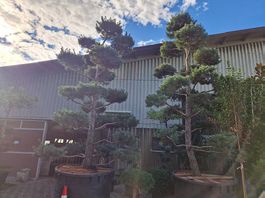 Riesen Bonsai Föhre 6m gross