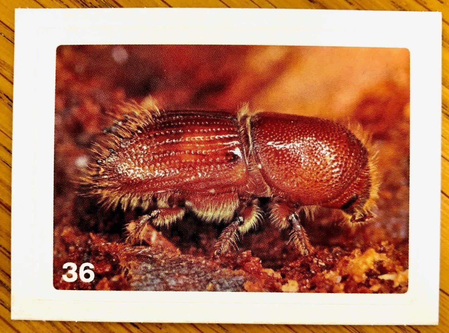 Migros Carte collezionabili: Migros Nature Detectives - Bild Nr. 36 – Nuovo (secondo la descrizione) da Oberrieden venduto da Zimmerberg10
