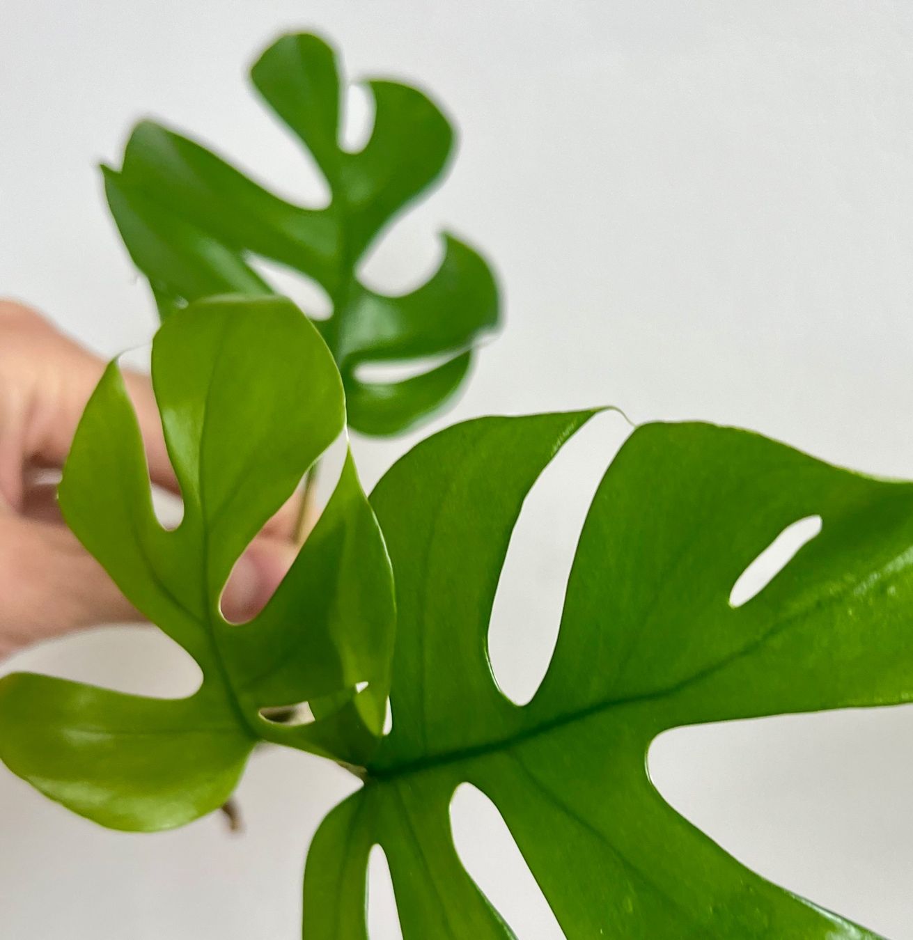 Piante & sementi: Monstera minima, Rhaphidophora tetrasperma Kopfsteckling🤩 – Usato da Glattpark(Opfikon) venduto da ste_n99y 3