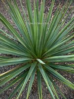 Dracaena Cinnabari - Socotra-Drachenbaum aus Samen gezogen