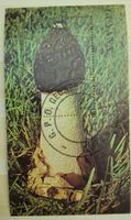PILZ - GUYANA / CHAMPIGNON - GUYANE– MINISHEET