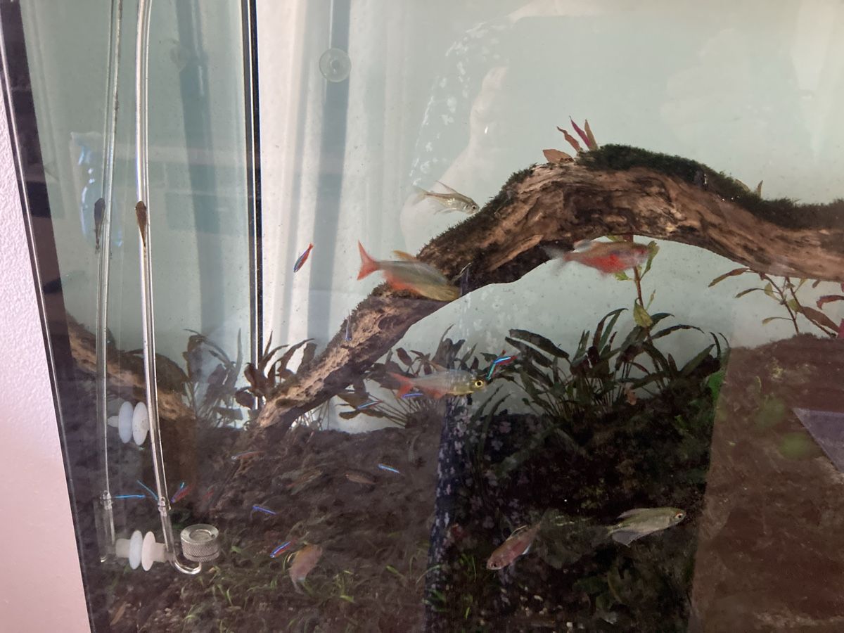 Aquarium: Aquarium – D'occasion à Rheinfelden par zilif01 1