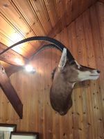 Antilope hyppotrague noire/Afrikanische Rappenantilope