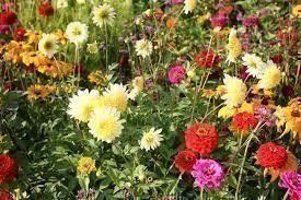Piante & sementi: Blumenwiese, Wildblumen 100 Samen – Nuovo (secondo la descrizione) da Eschen venduto da Saemereien24 1