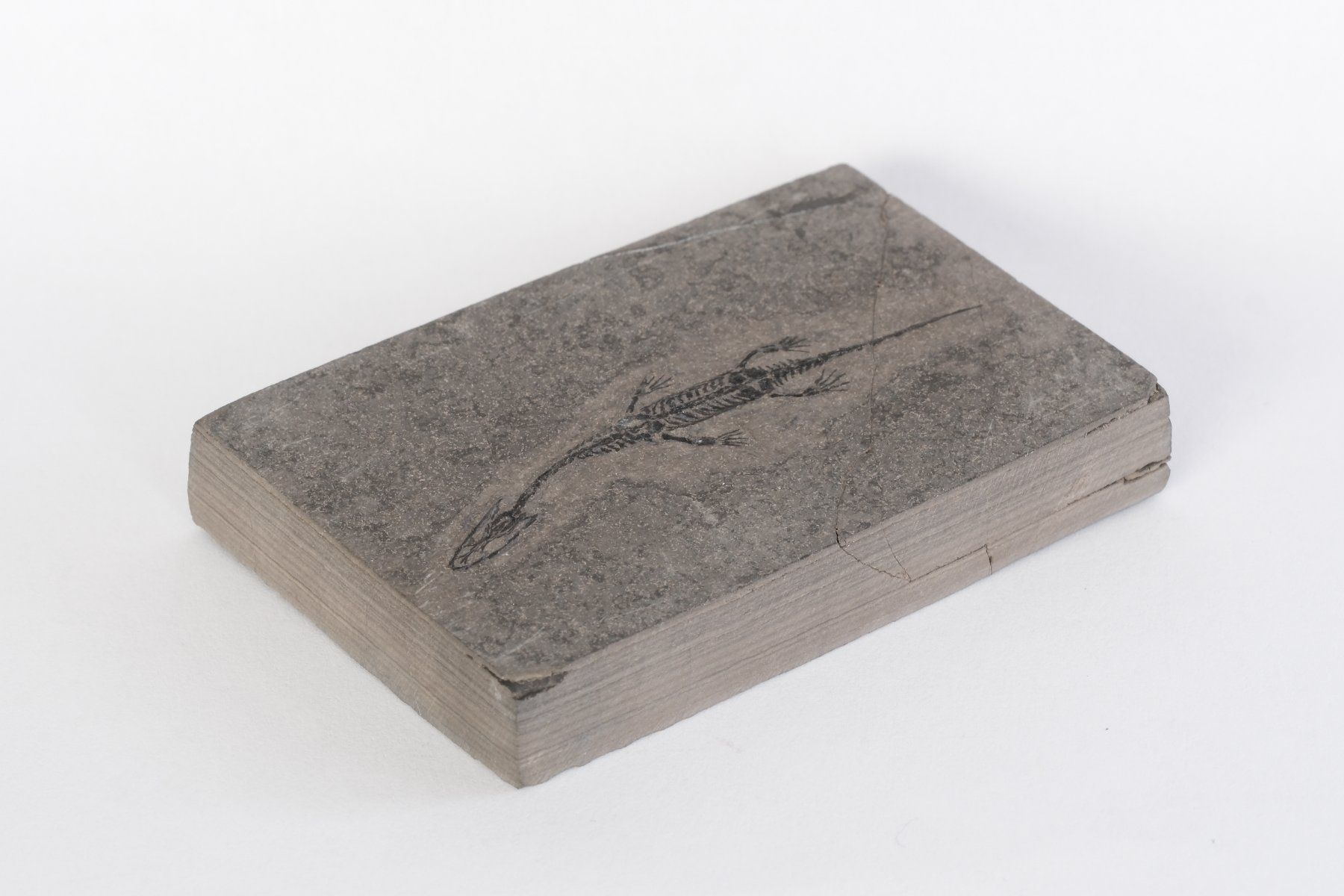 Fossili: Schwimmsaurierer - Keichousaurus hui - Nothosaurus - China – Usato da Heiden venduto da mats10 3