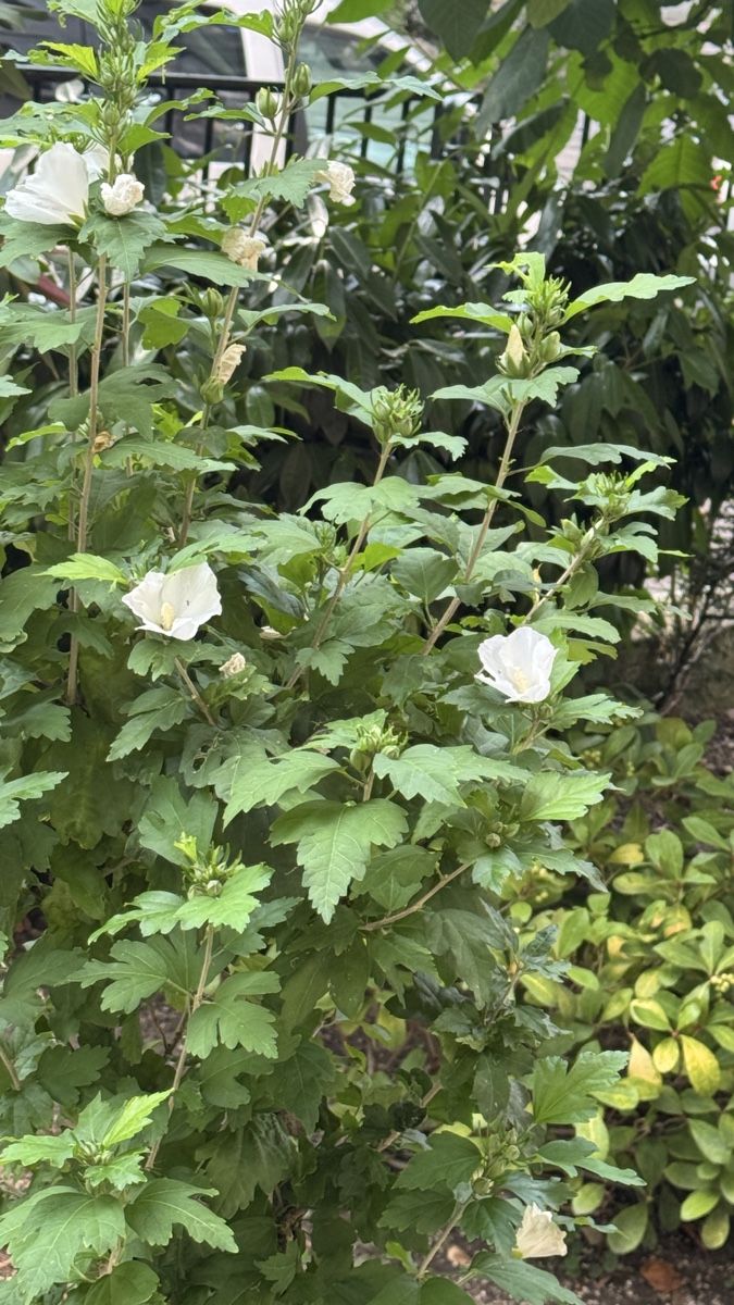 Pflanzen & Samen: Hibiskuspflanze weiß – Gebraucht aus Basel von sch_9g6x 1