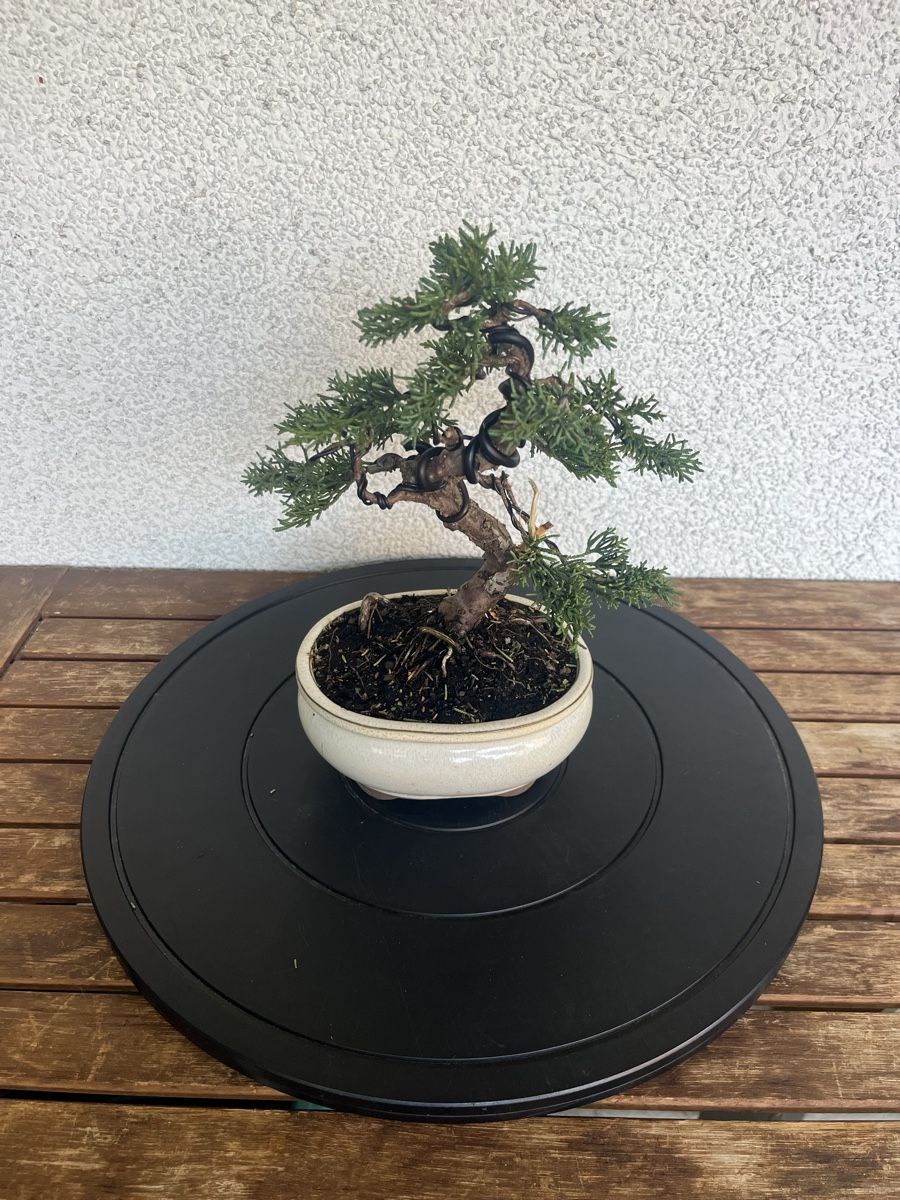 Plantes & graines: Wacholder Bonsai  – Neuf (Voir description) à Hettlingen par BonsaiNaturist.com 2