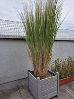 Pflanze - Wunderschönes Gras zu verkaufen