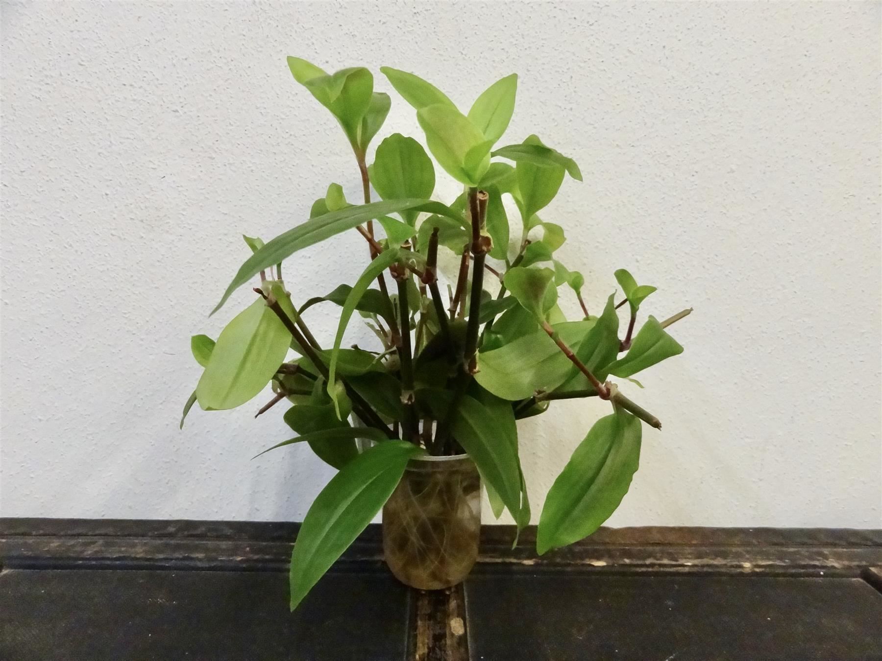 Piante & sementi: Dreimasterblume Tradescantia Fluminensis – Nuovo e nell'imballaggio originale da Kerzers venduto da zimmergruen 8