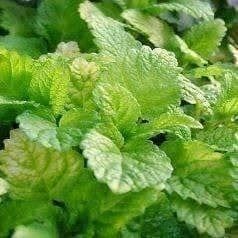 Piante & sementi: MENTHE MELISSE CITRONNELLE 50g – Nuovo (secondo la descrizione) da Bremblens venduto da FIBONACCI369 2