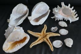 Echte Muschelsammlung,  grosse Stücke!