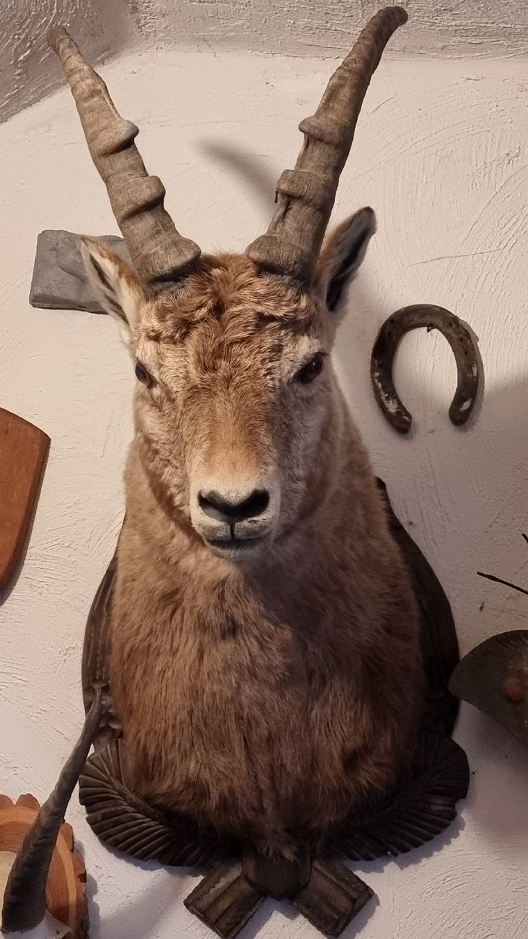 Welt der Tiere: Steinbock – Gebraucht aus Sils im Domleschg von platin01 6