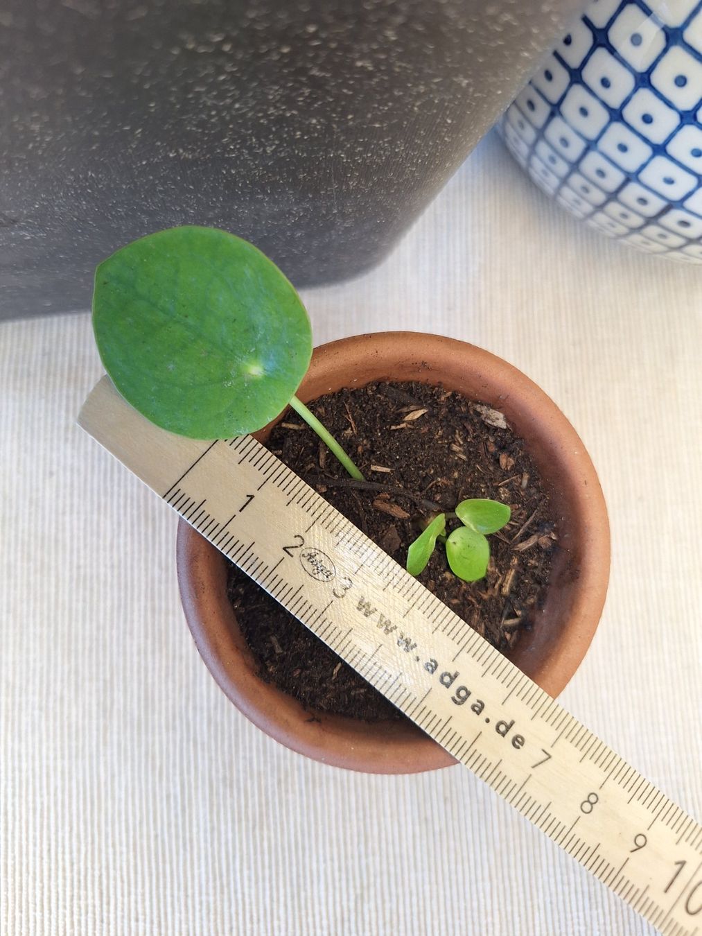 Pflanzen & Samen: Pilea Peperomioides, Ufopflanze – Gebraucht aus Zürich von riswa67 1