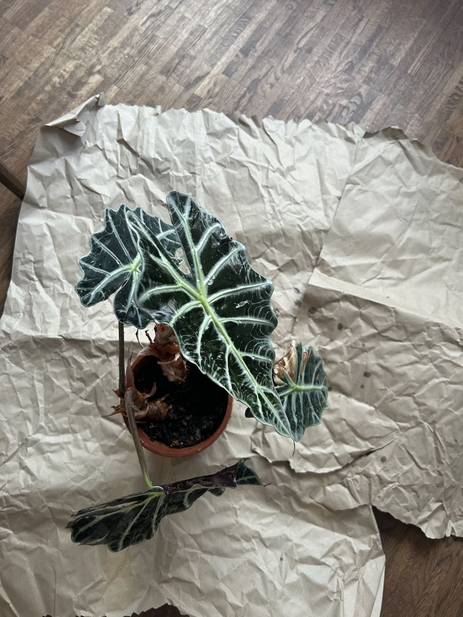 Piante & sementi: Alocasia Amazonica – Usato da Burgdorf venduto da gartmeier 2