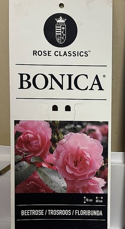 Pflanzen & Samen: Rosenbaum Bonica – Gebraucht aus Chur von imperoimperiale