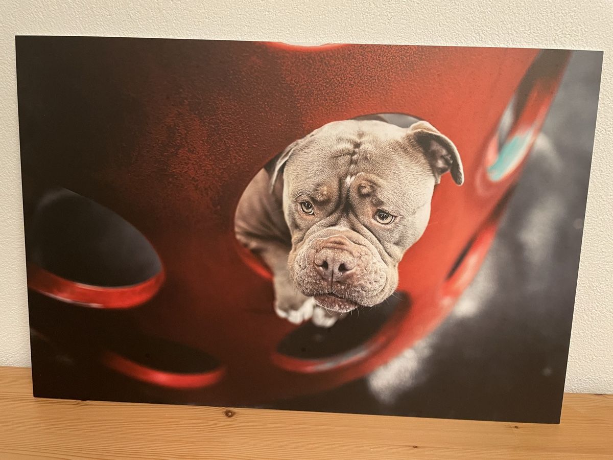 Foto & Immagini: Bild Bulldogge – Nuovo (secondo la descrizione) da Siebnen venduto da Starlauf