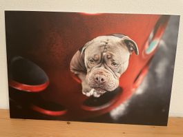 Bild Bulldogge