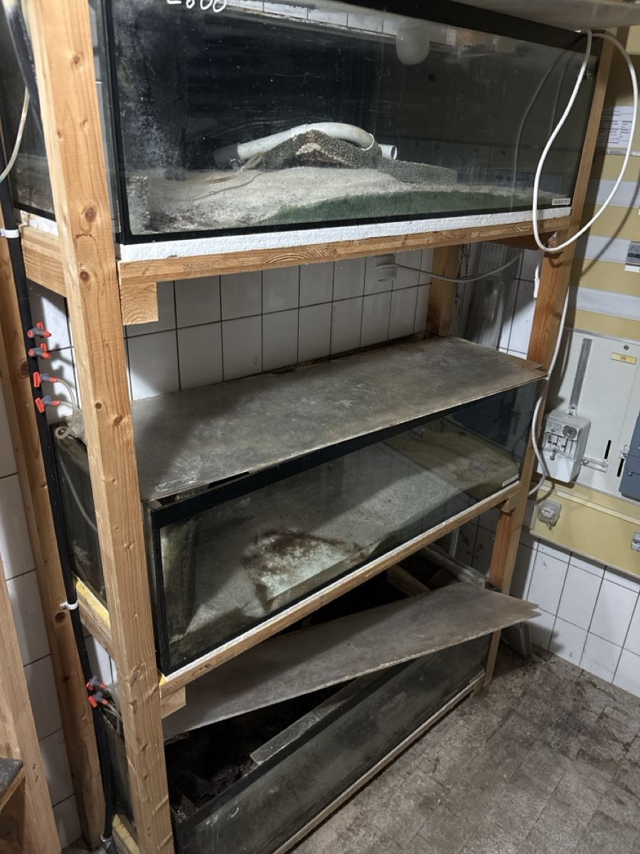 Aquarium: Aquarium Zuchtregal – Gebraucht aus Gais von Marcogais