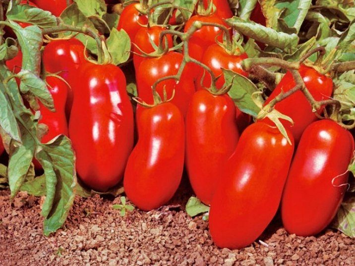 Piante & sementi: TOMATE SAN MARZANO / 5 Samen – Nuovo (secondo la descrizione) da Hinteregg venduto da ERFOLG78 1