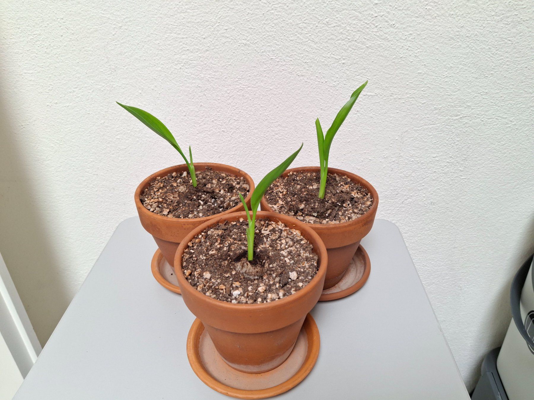 Piante & sementi: Junge Strelitzia reginae (Paradiesvogelblumen) – Nuovo (secondo la descrizione) da Ipsach venduto da Wildlifecolors