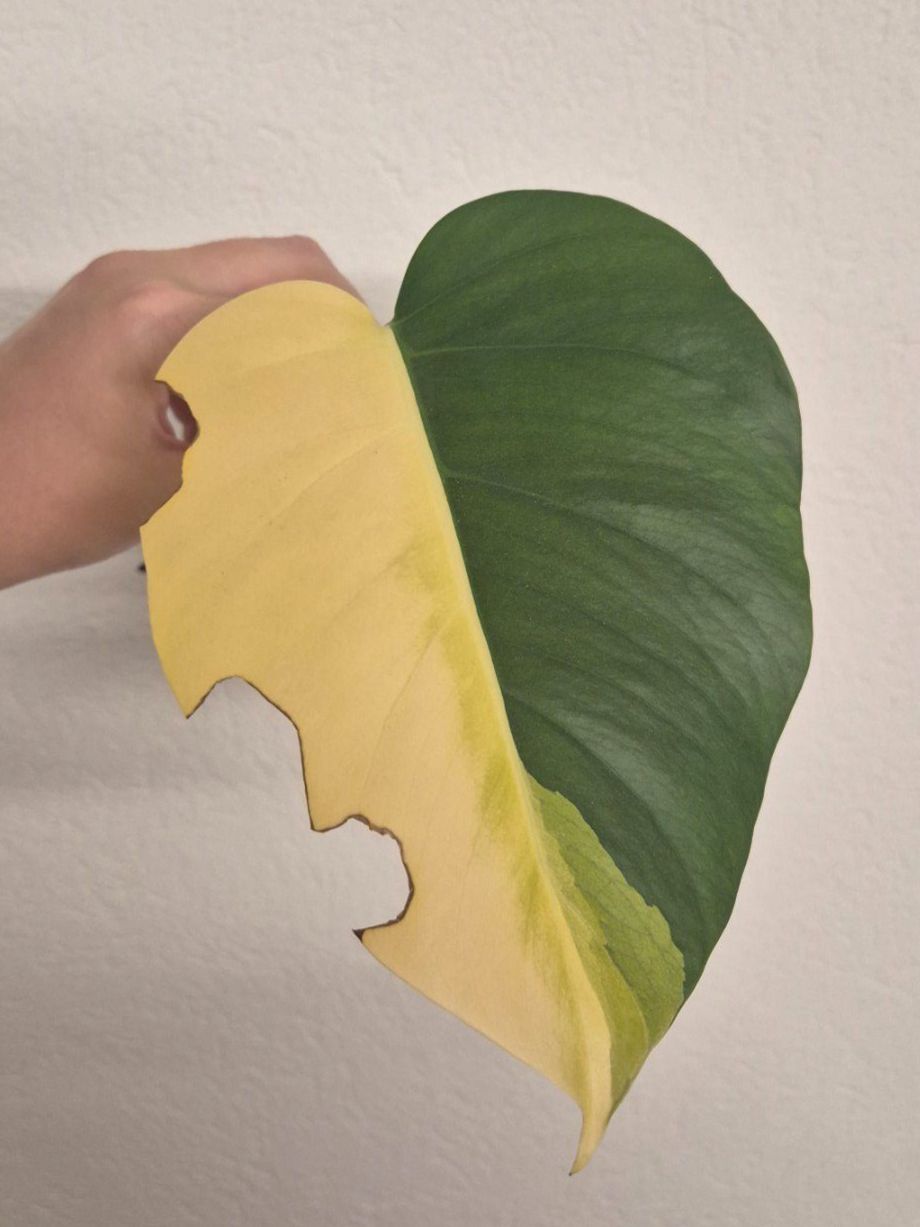 Piante & sementi: 🌿 Monstera Aurea Ableger #1🌿 – Nuovo (secondo la descrizione) da Dürrenäsch venduto da Tina_2023