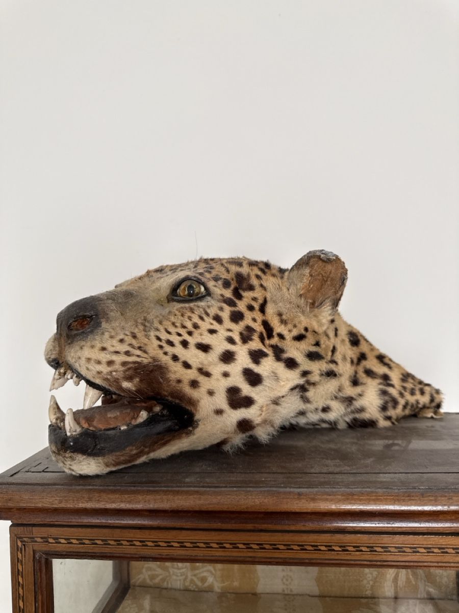 Welt der Tiere: Präparat Leopardenkopf – Gebraucht aus Basel von Ramses1179 2