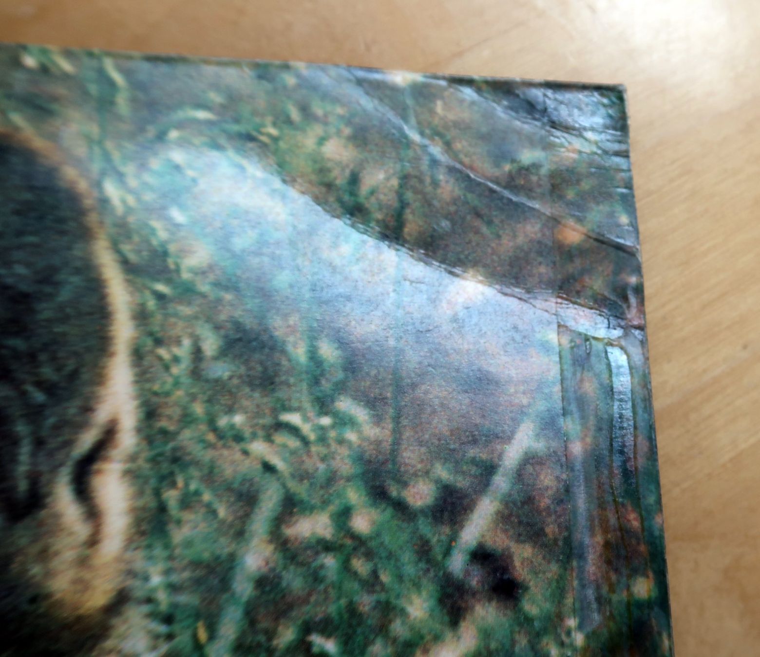 Dischi in vinile: DARRYL WAY's WOLF - CANIS LUPUS (LP VG) – Usato da Hedingen venduto da Studers 5