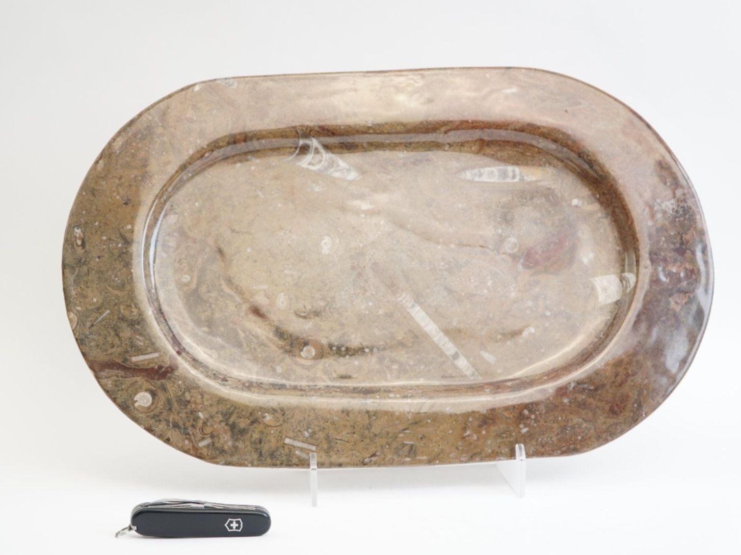 Fossili: Plat en pierre fossilisée – Usato da Bogis-Bossey venduto da VNT-GE.ch 1