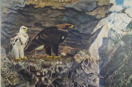 Schulwandbild Adler von  Robert Hainard  @juno