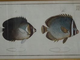 Kupferstich Handkoloriert Bloch Schmidt Krüger Fische 1785
