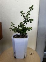 4-jährige Portulacaria afra im Trainingspot