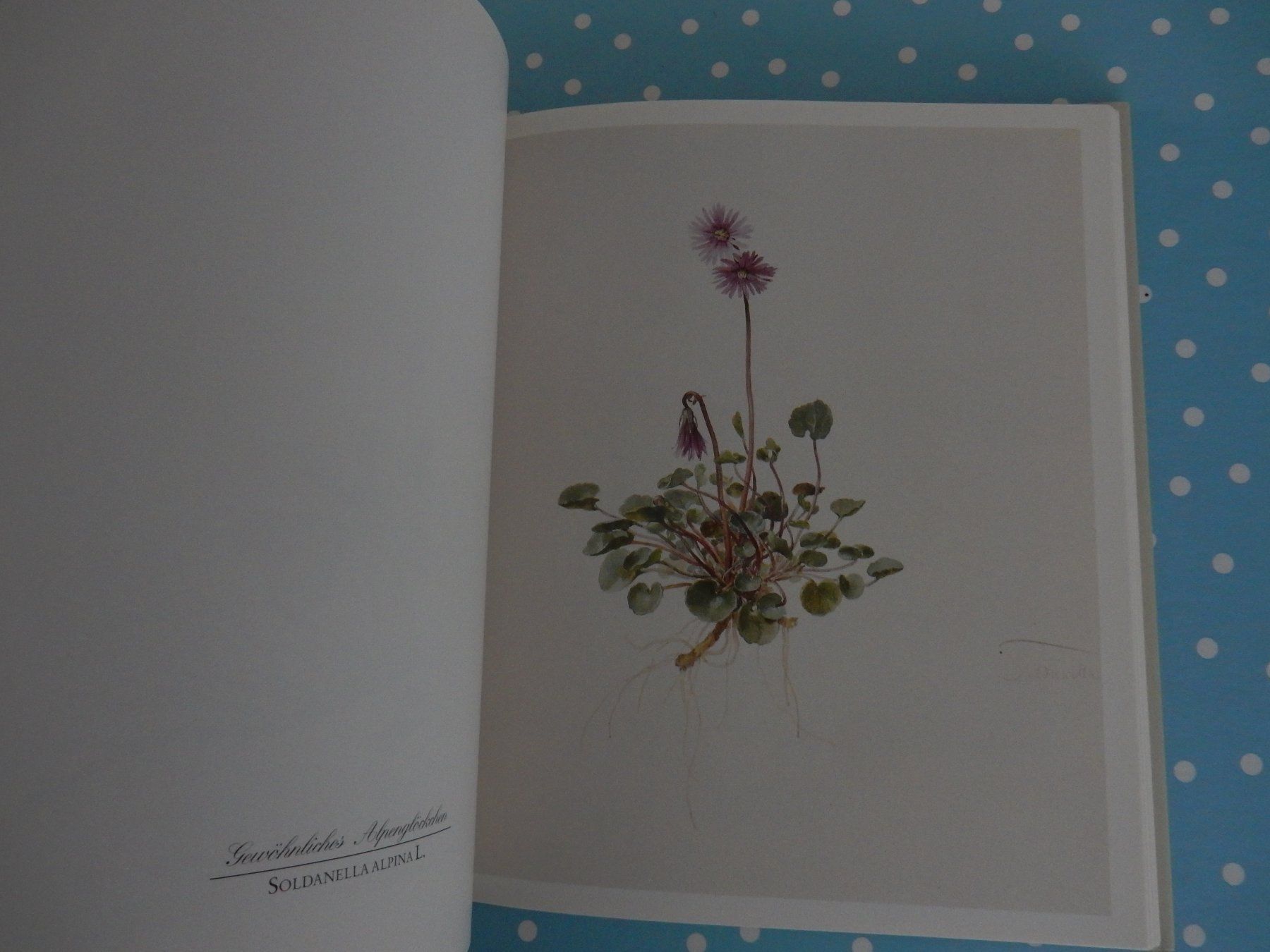 Bücher: M. Daffinger Alpenblumen Aquarelle wunderschönes Blumenbuch – Neu (gemäss Beschreibung) aus Jona von JOberg_25 6