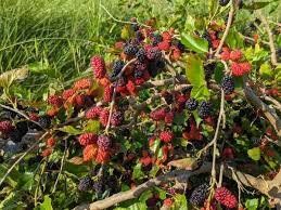 Murier nain Mojo Berry  (Arbre fruitier)  20-25cm