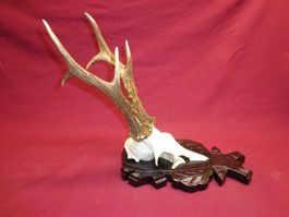 Reh, Geweihe, Trophäe, Horn, Dekoration, Jagd Abwurfstangen