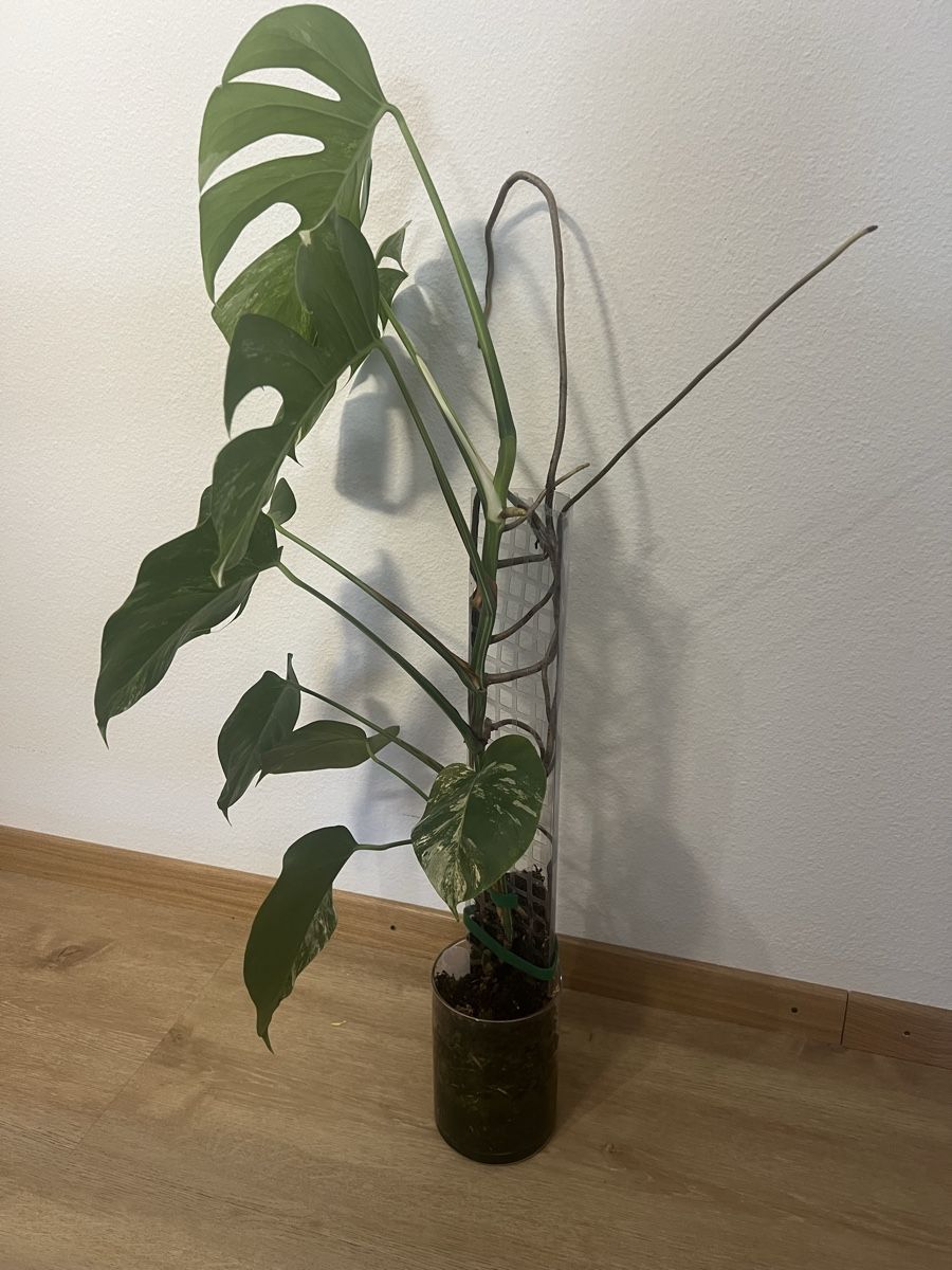 Plantes & graines: Monstera Albo Variegata – D'occasion à Reinach AG par Manuel63637 3
