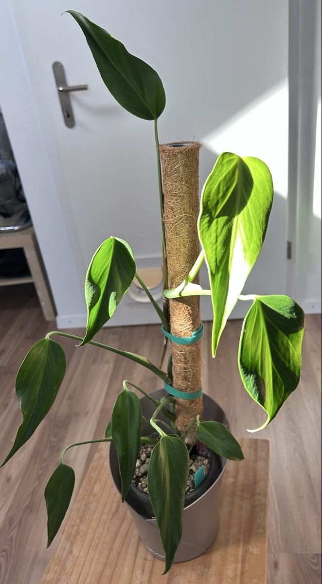 Pflanzen & Samen: Monstera Burle Marx Flame – Neu (gemäss Beschreibung) aus Scherzingen von Elefantenohr.ch