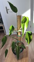 Monstera Burle Marx Flame