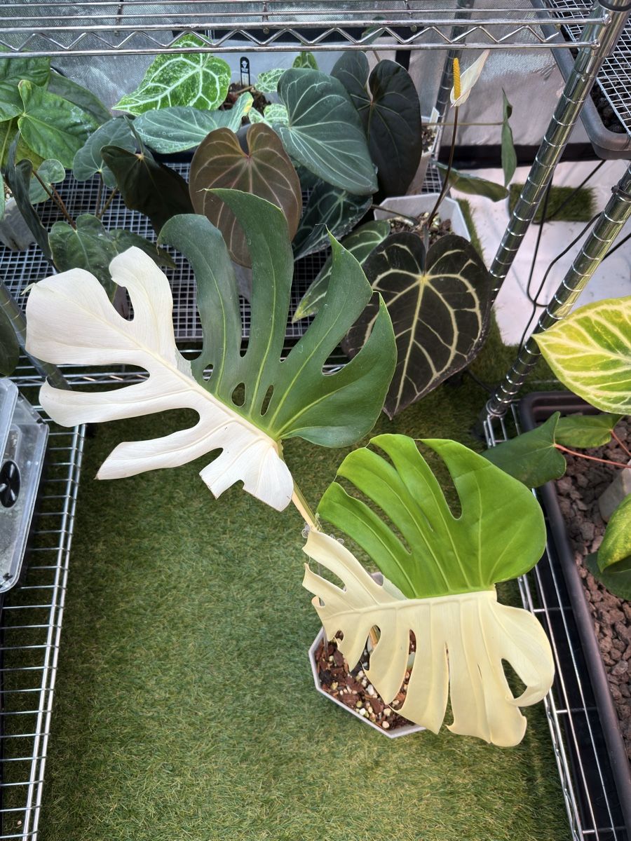 Piante & sementi: Monstera Albo large form | headcutting – Usato da Morlon venduto da lucius.greenery 2