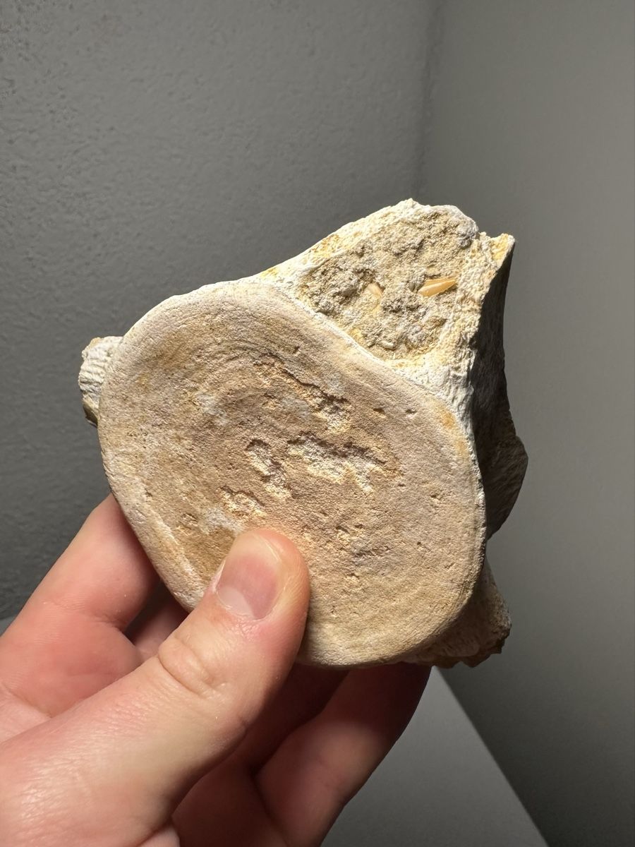 Fossili: Grosser fossiler Plesiosaurus Wirbelknochen – Usato da Lutzenberg venduto da CS65 2
