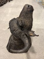 Kaffernbüffel / Cape Buffalo Jagdtrophäe – 88 cm Spannweite