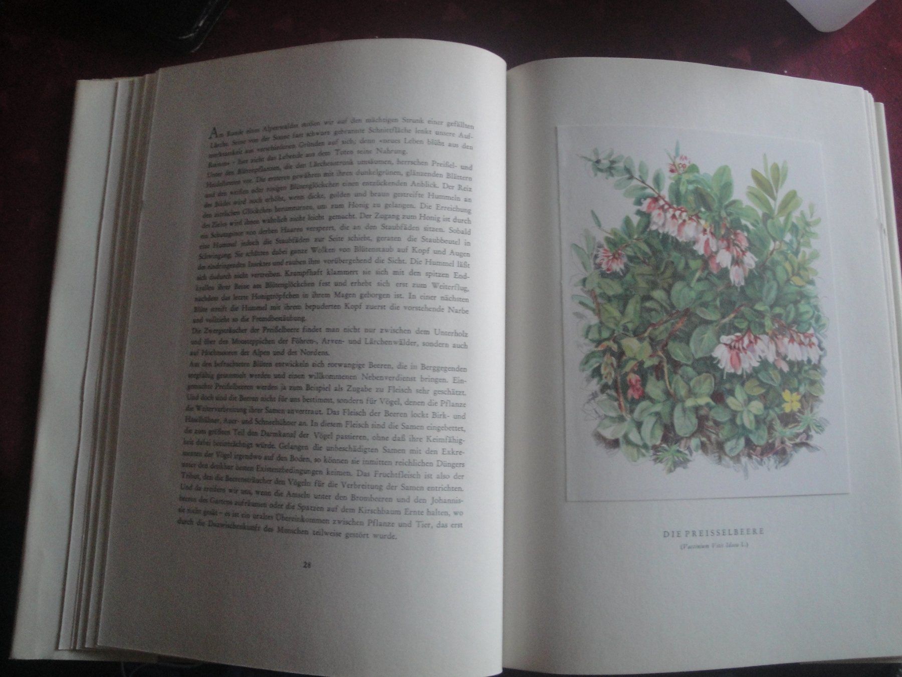 Libri: Bergblumen der Heimat – Nuovo (secondo la descrizione) da Zollikerberg venduto da Kui 5